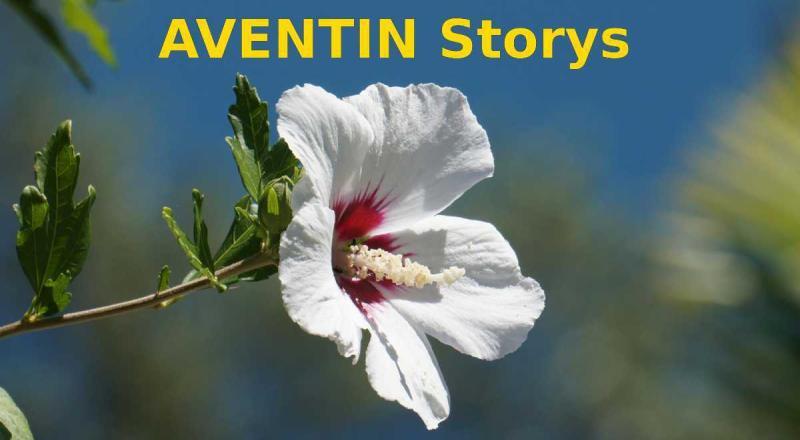 AVENTIN Storys · Blume weiss · aventin.de