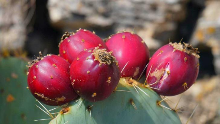 aventin storys foto kaktusfeigen delikatesse opuntien 24