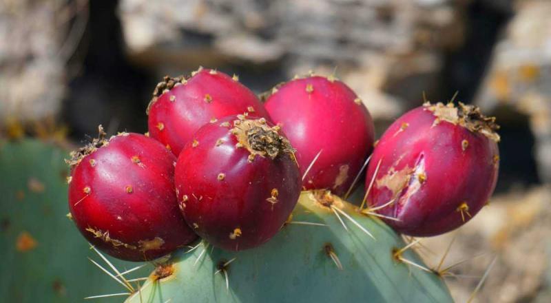 AVENTIN Storys · Foto Kaktusfeigen · Delikatesse Opuntien Kakteen