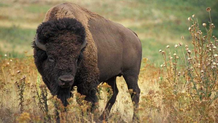 nordamerika sagen aventin storys bison 04 24