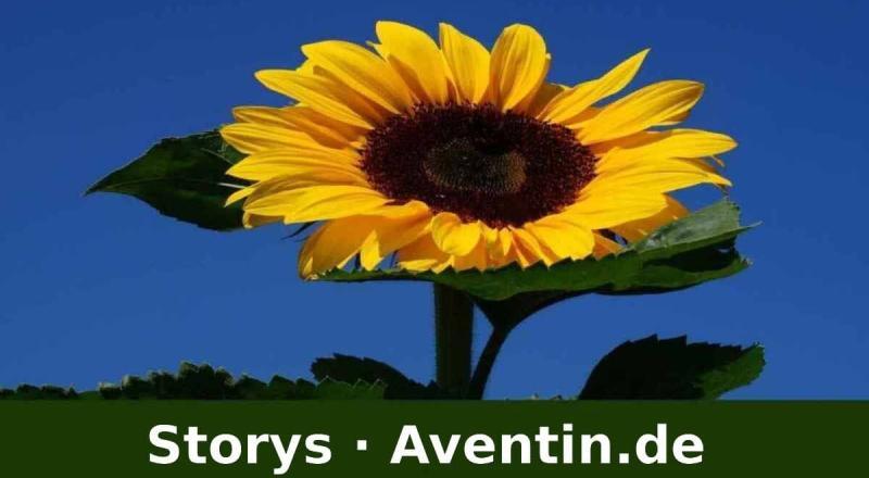 Storys · Aventin.de · Geschichten und Erzählungen · Sonnenblume